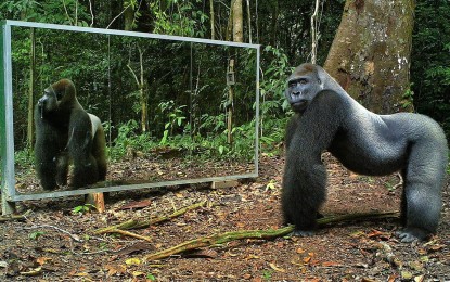 ¿Cómo reaccionan los animales salvajes al verse en un espejo?