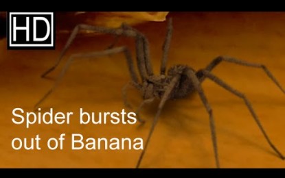 El ‘nacimiento’ de una araña-alienígena de una banana