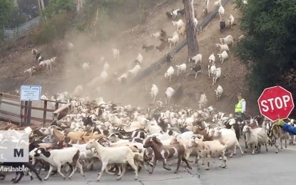 La cabra tira al monte…y a la carretera. ¿Adónde van todas estas?