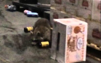 Un mapache irrumpe en un almacén de alcohol y acaba completamente borracho