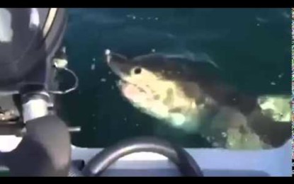 Un tiburón poco amigable muerte el motor de una lancha