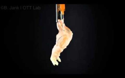 VÍDEO: Crean la primera extremidad en un laboratorio