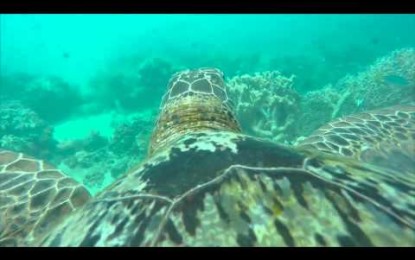 Así es el mundo visto desde los ojos de una tortuga