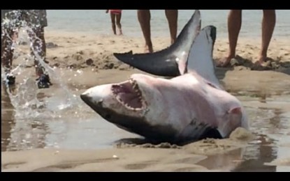 Bañistas salvan a un tiburón blanco que se moría en la playa