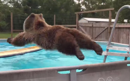 El oso más feliz del mundo y ahora el más popular