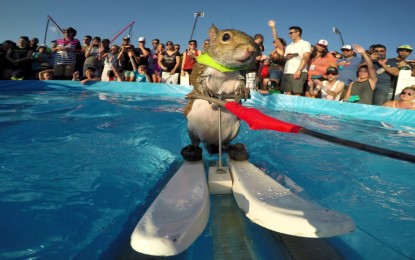 ¿Podría usted practicar esquí acuático como esta ardilla?