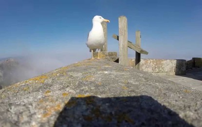 ¿Quién dijo que una gaviota no puede robar una GoPro y sacarse una selfi?