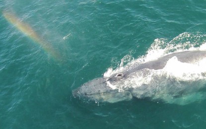 Un dron graba a una ballena expulsando un arcoíris