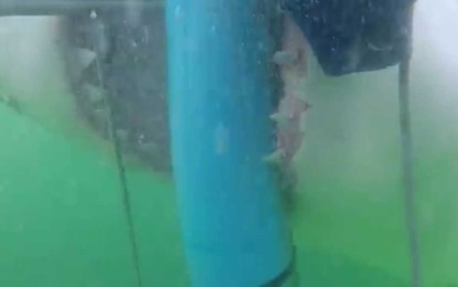 Un enfurecido tiburón intenta romper una jaula de buceo