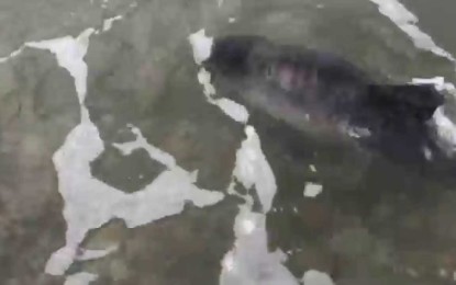 VÍDEO: Perrita salva a delfín bebé