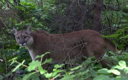 ¿Qué pasa si te encuentras con un puma salvaje en el bosque?