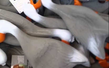 ¿Qué tiene este video de un ‘Ejército de patos’ para volverse viral en la Red?
