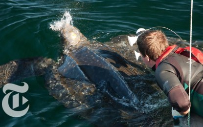 El Mundo Marino desde la vista de una Tortuga Marina