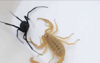 Escorpión vs ‘viuda negra’: ¿Quién ganará la batalla más venenosa del planeta?