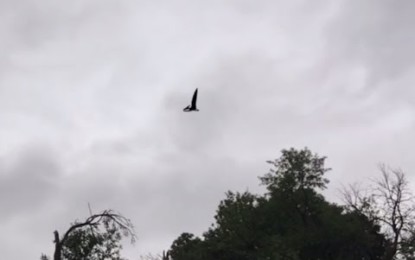 Graban a un ‘pterodáctilo’ sobrevolando Ohio