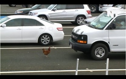 La gallina que se apoderó de toda una avenida en EE.UU.
