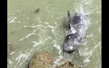 Un delfín aterrorizado se lanza a los pies de un hombre para huir de los cazadores