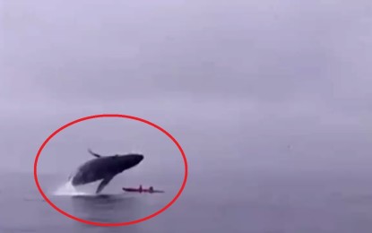 Una ballena jorobada aplasta a una pareja de kayakistas