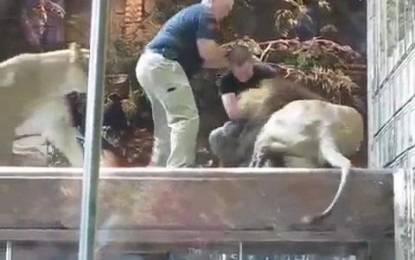 Una leona impide que un león mate a un trabajador del zoo