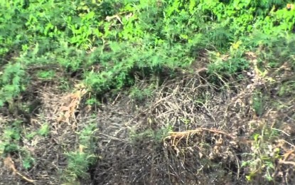 Impresionante: Un jaguar ‘pesca’ a un caimán en Brasil