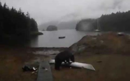 ¡Oye, no te comas mi kayak!: una joven le ruega a un oso que empiece a hibernar