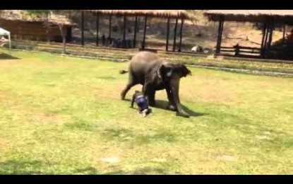 Un elefante nunca olvida a un amigo