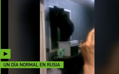 Un oso casi queda atascado tratando de escapar de una casa por la ventana