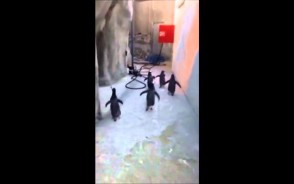 ‘Game over’: La fallida fuga de pingüinos de zoo