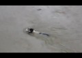 Amor de madre: una perra salva a sus cachorros tras una inundación
