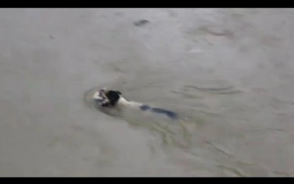 Amor de madre: una perra salva a sus cachorros tras una inundación