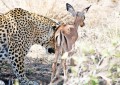 Con la comida no se juega: el inesperado desenlace del leopardo que ‘se tropezó’ con su cena