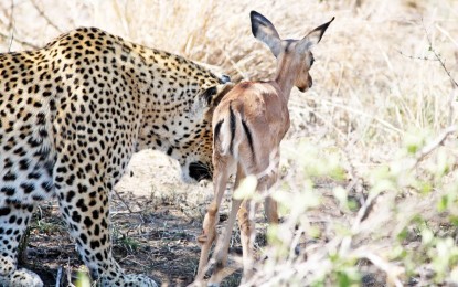 Con la comida no se juega: el inesperado desenlace del leopardo que ‘se tropezó’ con su cena