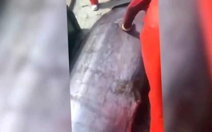 Cortan a pez gigante y se topan con increíble sorpresa [VIDEO]