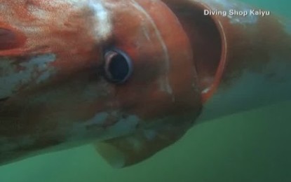 Este ‘monstruo marino’ le quitará las ganas de meterse al mar