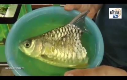 La mascota más peculiar: un pez que sobrevive sin la mitad del cuerpo encontró casa y dueño