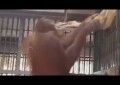 Orangután sorprende armando su propia hamaca [VIDEO]