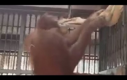 Orangután sorprende armando su propia hamaca [VIDEO]