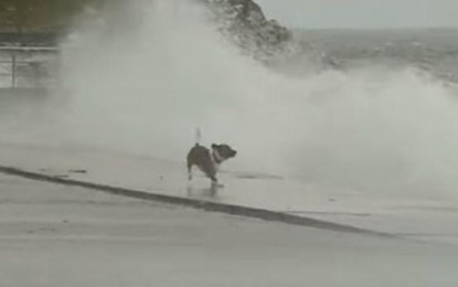 Este perro amante de las olas y el mar te sorprenderá [VIDEO]