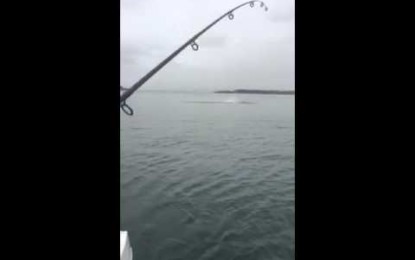 Pescador atrapa a tiburón con su caña de pescar [VIDEO]