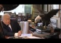 Un águila llamada ‘Tío Sam’ ataca a Donald Trump