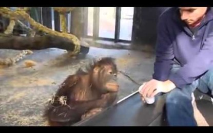 Un truco de magia que hace reír a carcajadas a un orangután se vuelve viral