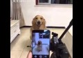 El Perro que Sonríe cuando le toman Fotografías (Video)