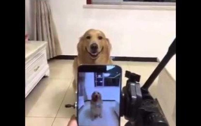 El Perro que Sonríe cuando le toman Fotografías (Video)