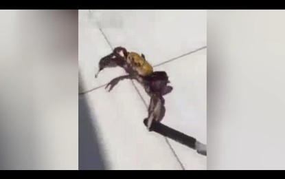 ‘En defensa propia’: un cangrejo armado con un cuchillo intenta escapar de un restaurante