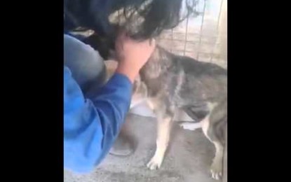 Mira el video de un perro que recibe cariño por primera vez