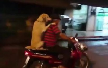 Paseando al perro en scooter y con paraguas aferrado entre los dientes