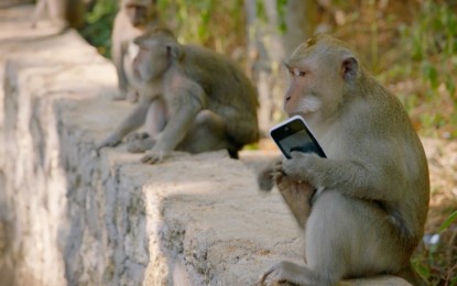 Un mono roba un iPhone y lo cambia por la comida