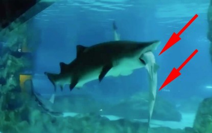 Una hembra tiburón se traga a un macho ante los atónitos visitantes del acuario