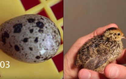 Adquiere un huevo de supermercado y pasa algo increíble [VIDEO]