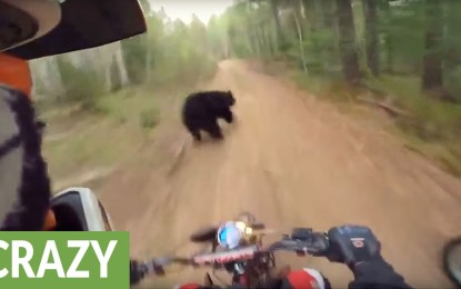 Motociclistas tuvieron aterrador encuentro con un oso [VIDEO]